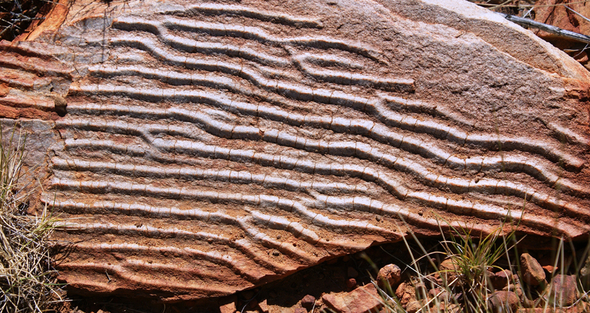 Fossil, Larapinta Trail