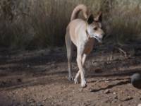 Dingo at Alice Springs Desert Wildlife Park |  <i>Andrew Thomasson</i>