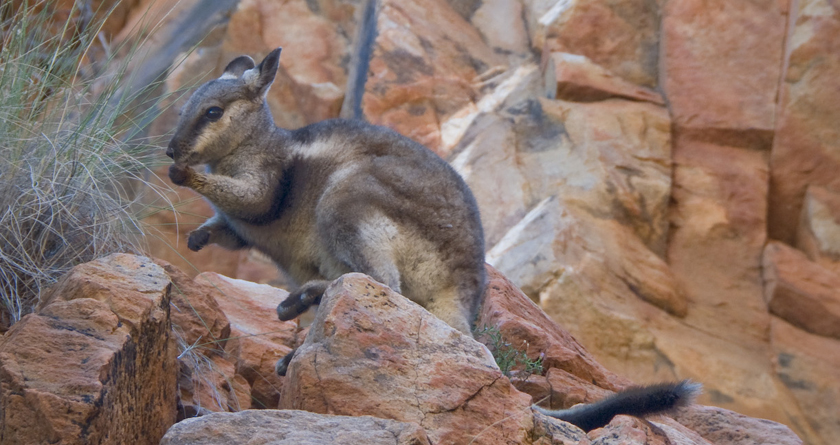 Black Footed Rock Wallaby, Larapinta Trail