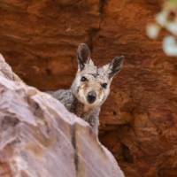 Curious wallaby's along the Larapinta Trail |  <i>#cathyfinchphotography</i>