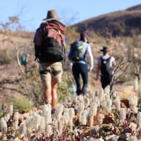 Wildlfowers on the Larapinta Trail |  <i>#cathyfinchphotography</i>