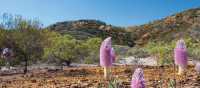 Desert wildflowers bloom along side the Larapinta Trail | Graham Michael Freeman
