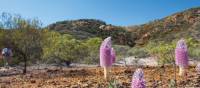 Desert wildflowers bloom along side the Larapinta Trail | Graham Michael Freeman