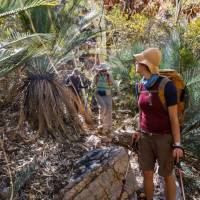 Inarlanga pass is home to moisture-loving plants such as river red gums, cycad palms and ferns | Gavin Yeates