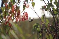 Some of the stunning flora and fauna on the Larapinta Trail. A Holly Grevillea flower and butterfly. |  <i>Ayla Rowe</i>