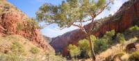 Beautiful outback scenery on the Larapinta Trail | Luke Tscharke