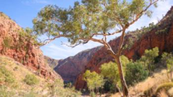 Beautiful outback scenery on the Larapinta Trail