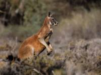 Wildlife spotting along the Murray River