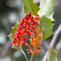 Holly grevillea |  <i>David Coorey</i>