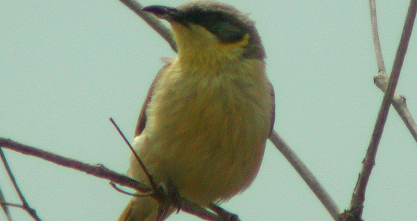 birds along the larapinta